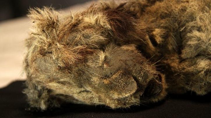 28,000 years old preserved cave lion cub