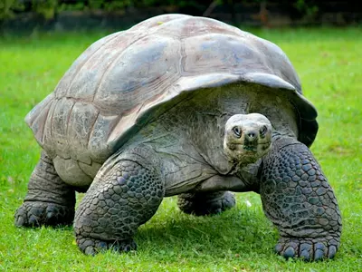 Giant Tortoises Ruled Indian Ocean Islands Long Before Humans Surfaced, Finds Study