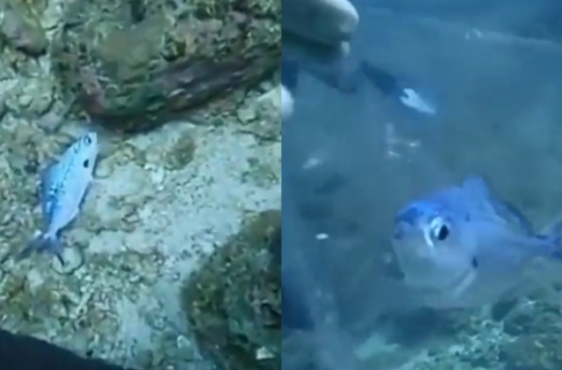 Video Of Diver Rescuing Fish Trapped In A Plastic Bag Goes Viral Video Of Diver Rescuing Fish Trapped In A Plastic Bag Goes Viral
