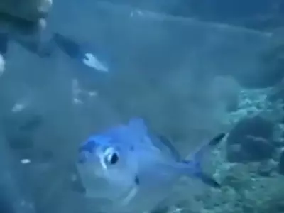 Diver Saves Fish Trapped In Plastic Bag Video