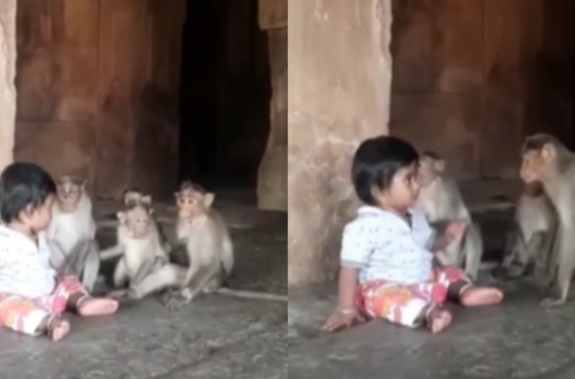 Video Of Child Playing With Wild Monkeys Goes Viral