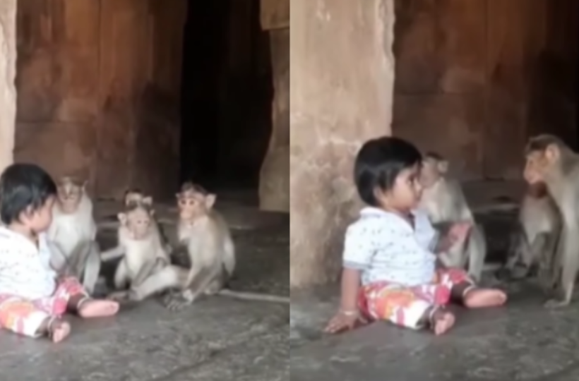 Video Of Child Playing With Wild Monkeys Goes Viral Video Of Child Playing With Wild Monkeys Goes Viral