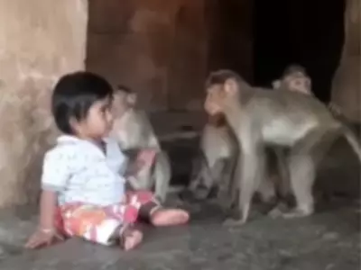 Monkey Kisses Little Child In Viral Video