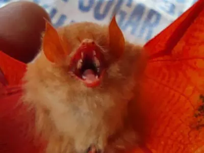 Orange Bat, Endangered Indian Wolf Spotted In Chhattisgarh