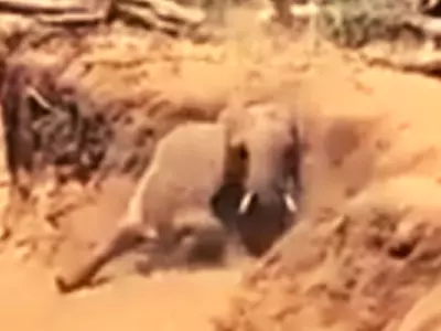 Elephant Laughs At Friend Coming Down Slope In Viral Video