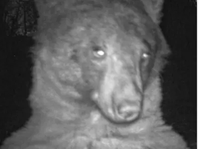 Bear takes selfie 