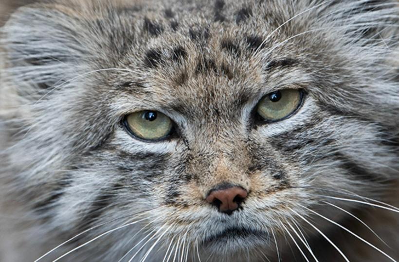 One Of The Rare Wild Cat Breed Found Living On Mount Everest, Reveals New  Study