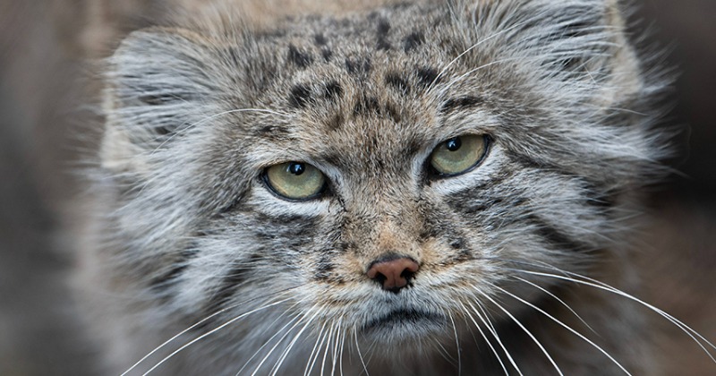 One Of The Rare Wild Cat Breed Found Living On Mount Everest, Reveals ...