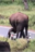 Elephant Mama Teaches Her Calf How To Cross A Road In Adorable Video