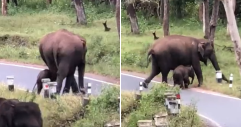 Elephant Teaching Baby How To Cross Road Wins Hearts Online