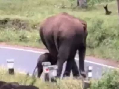 Elephant Teaches Baby How To Cross Road