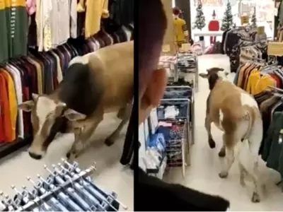 Cow Enters Shop