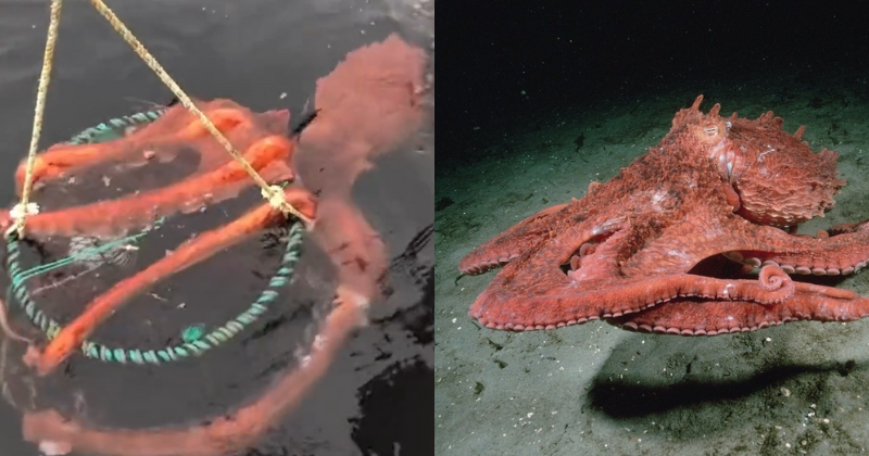 Giant Pacific Octopus Got Stuck On A Prawn Trap