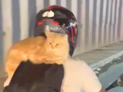 Cats on bike 