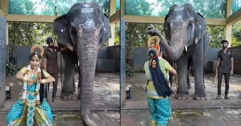 Dancer Gets Blessed By Temple Elephant