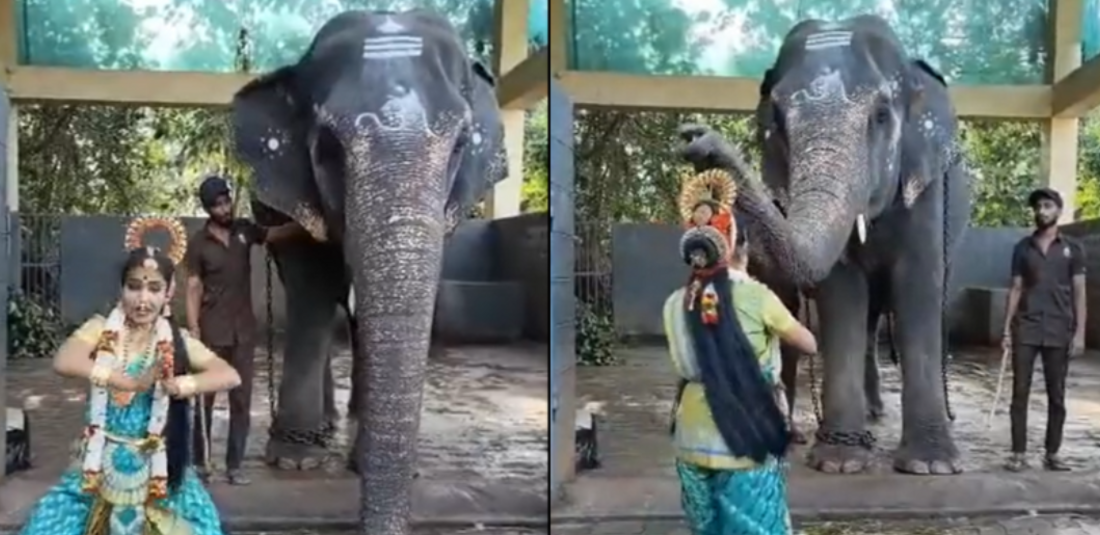 elephant blesses dancer 