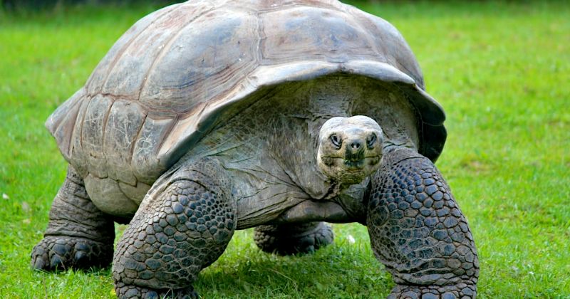 Giant Tortoises Ruled Indian Ocean Islands Long Before Humans Surfaced ...