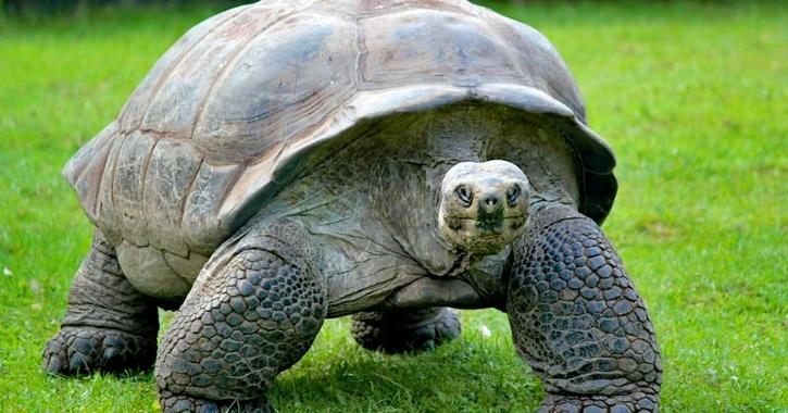 Giant Tortoises Ruled Indian Ocean Islands Long Before Humans Surfaced ...