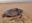 Olive Ridley Turtle Breeding Season Has Started, But Low Nesting In Tamil Nadu Raise Concern