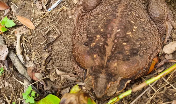 Giant cane toad weighing 2.7 kg found in australia 