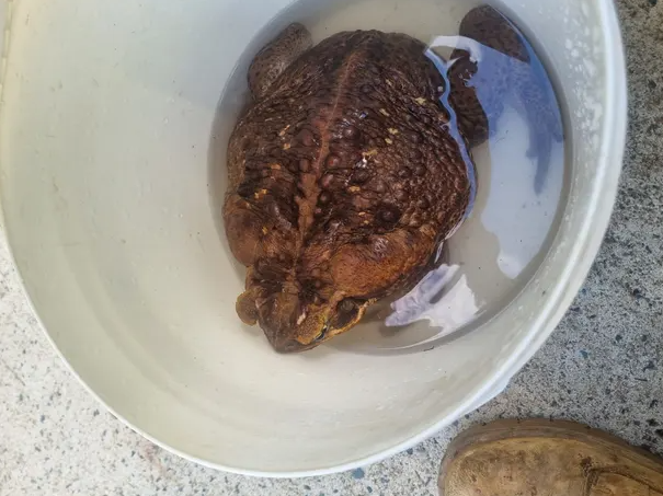 Giant cane toad weighing 2.7 kg found in australia 