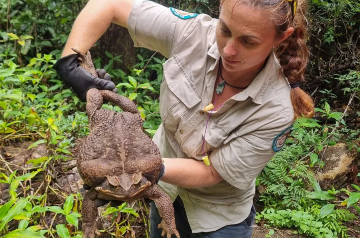 Giant cane toad weighing 2.7 kg found in australia 