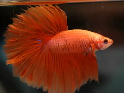 Gamer Pet Fish Goes On Shopping Spree, Reveals YouTuber's Credit Card Info