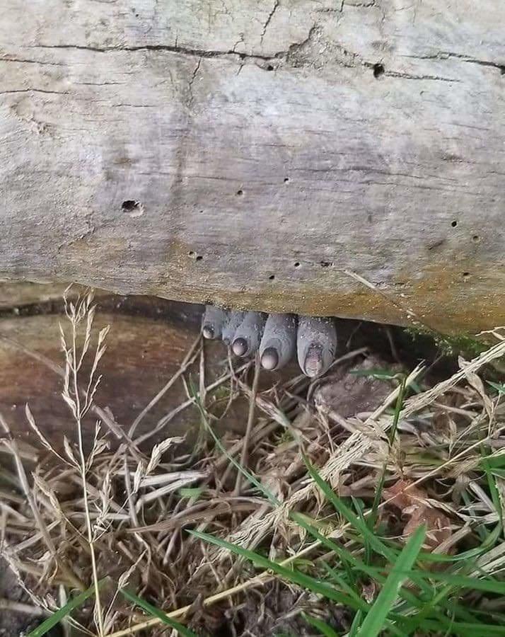 IFS Shares picture of dead man finger fungus 