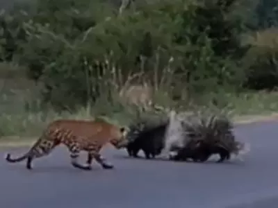 Porcupine Parents Save Their Children From Leopard Attack