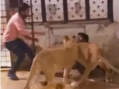 Man attacked by lioness