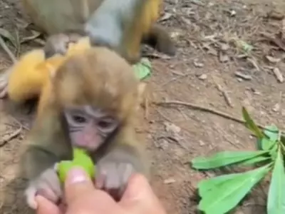 Monkey Teaches Child To Not Take Food From Strangers