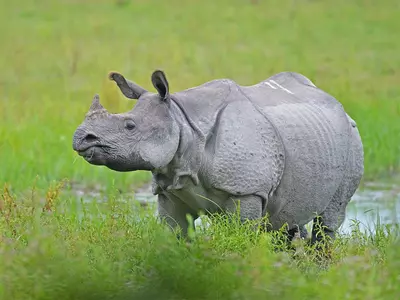 No Rhinos Poached In Assam In 2022