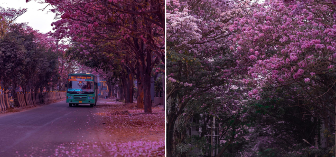 Bengaluru 2023: The Pink Trumpets Blossoms