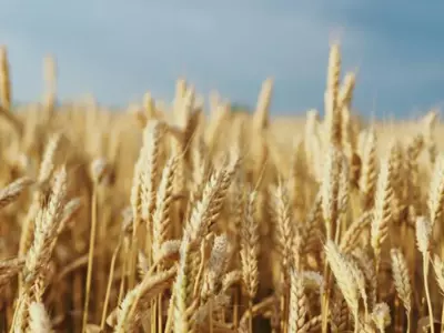 International Year Of Millets