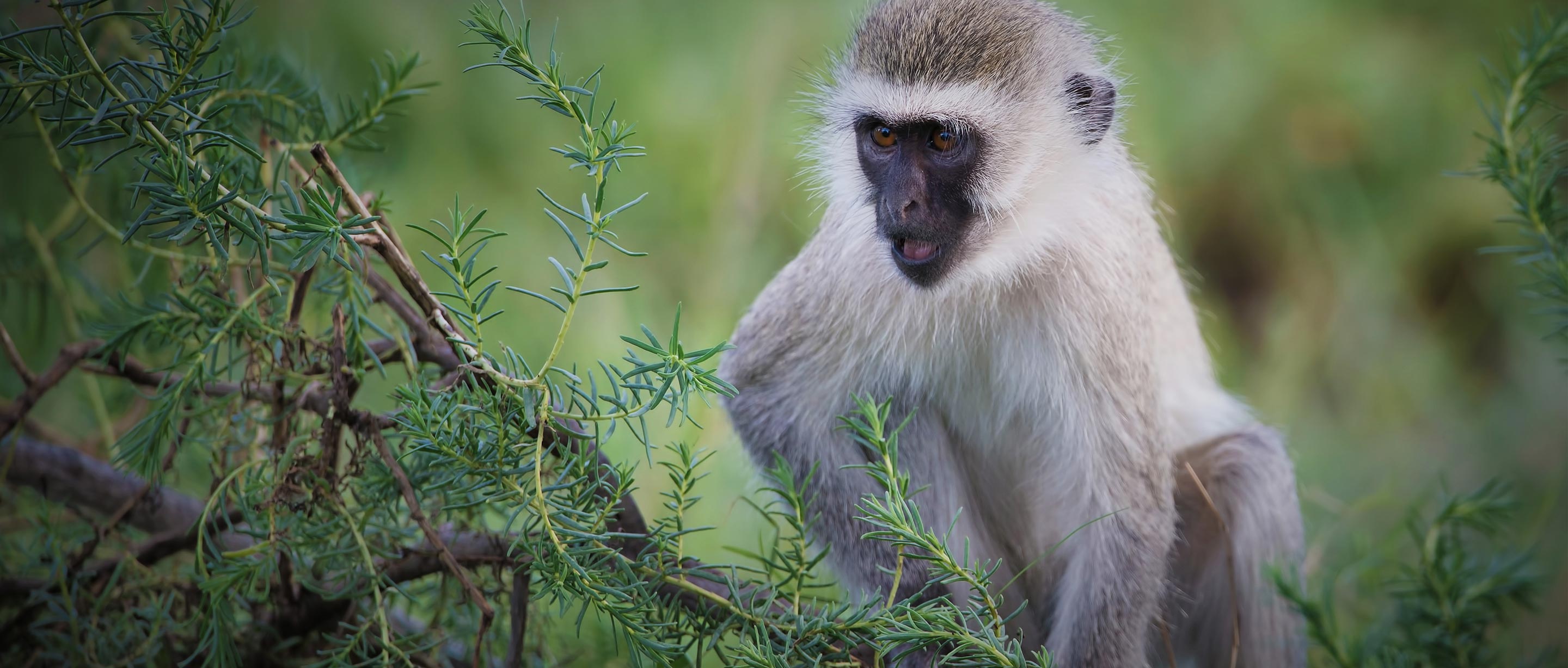 Sint Maarten approves plan to destroy entire population of vervet