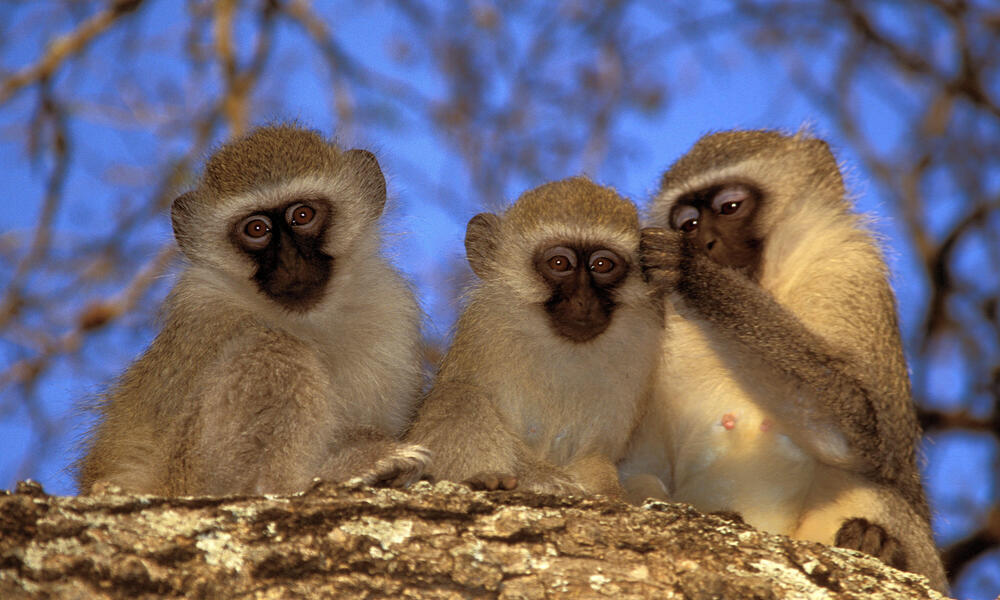 Sint Maarten approves plan to destroy entire population of vervet