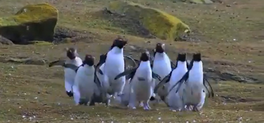 Video Of Penguins Chasing A Butterfly Goes Viral