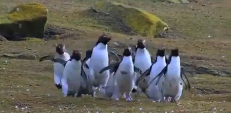 Video Of Penguins Chasing A Butterfly Goes Viral