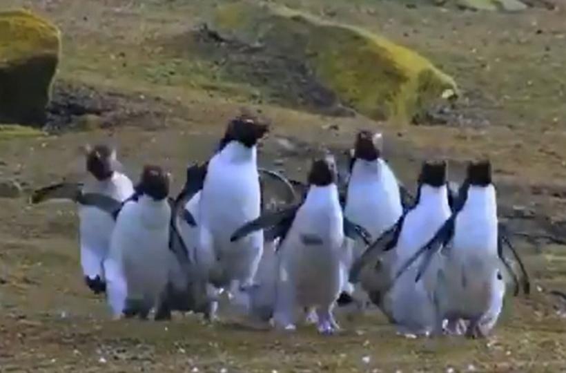 Video Of Penguins Chasing A Butterfly Goes Viral