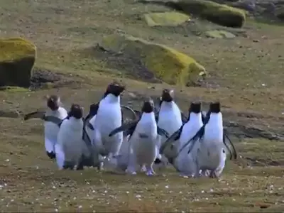 Penguins Chasing A Butterfly
