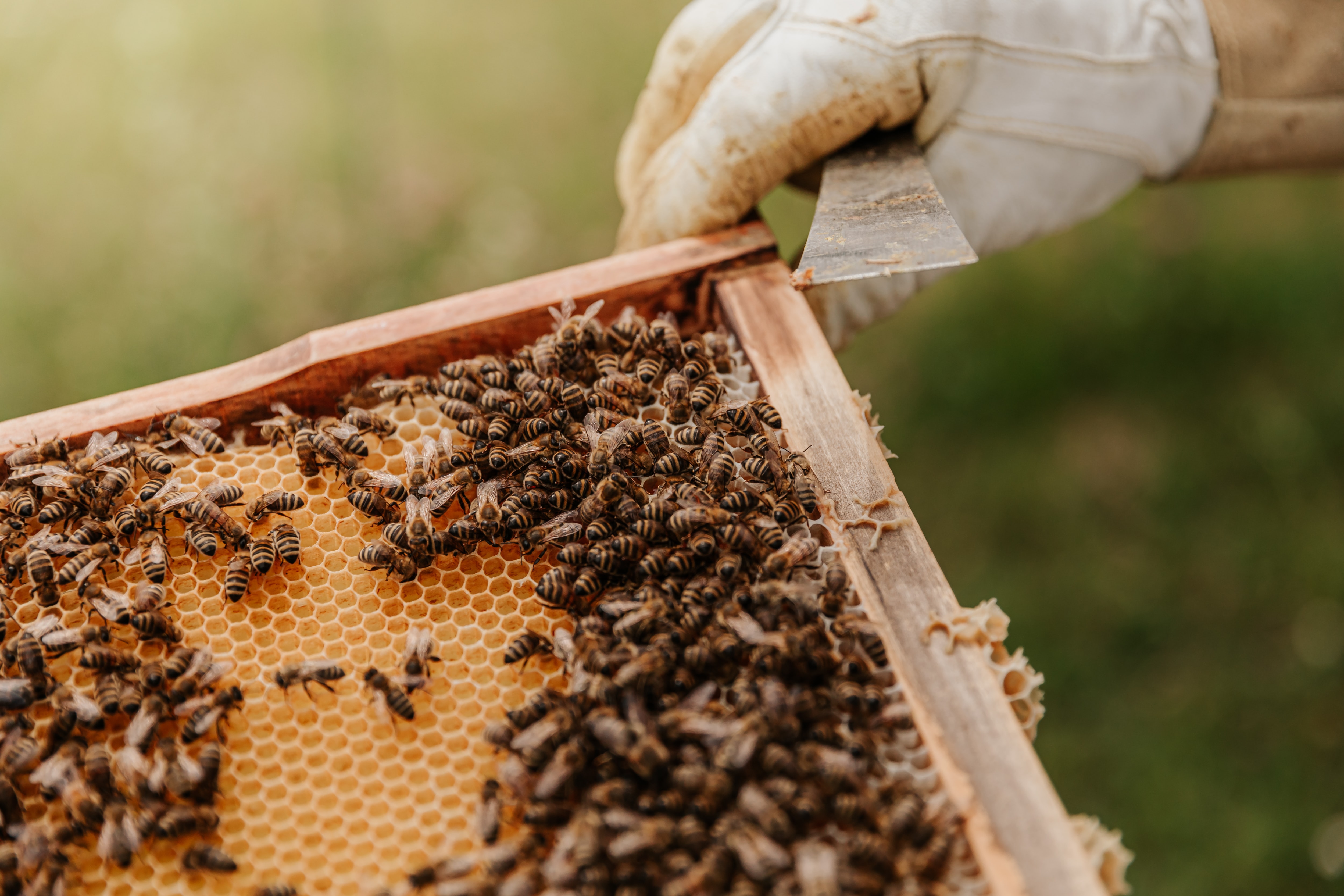 World's first honey bee vaccine, not a cure-all says beekeeper