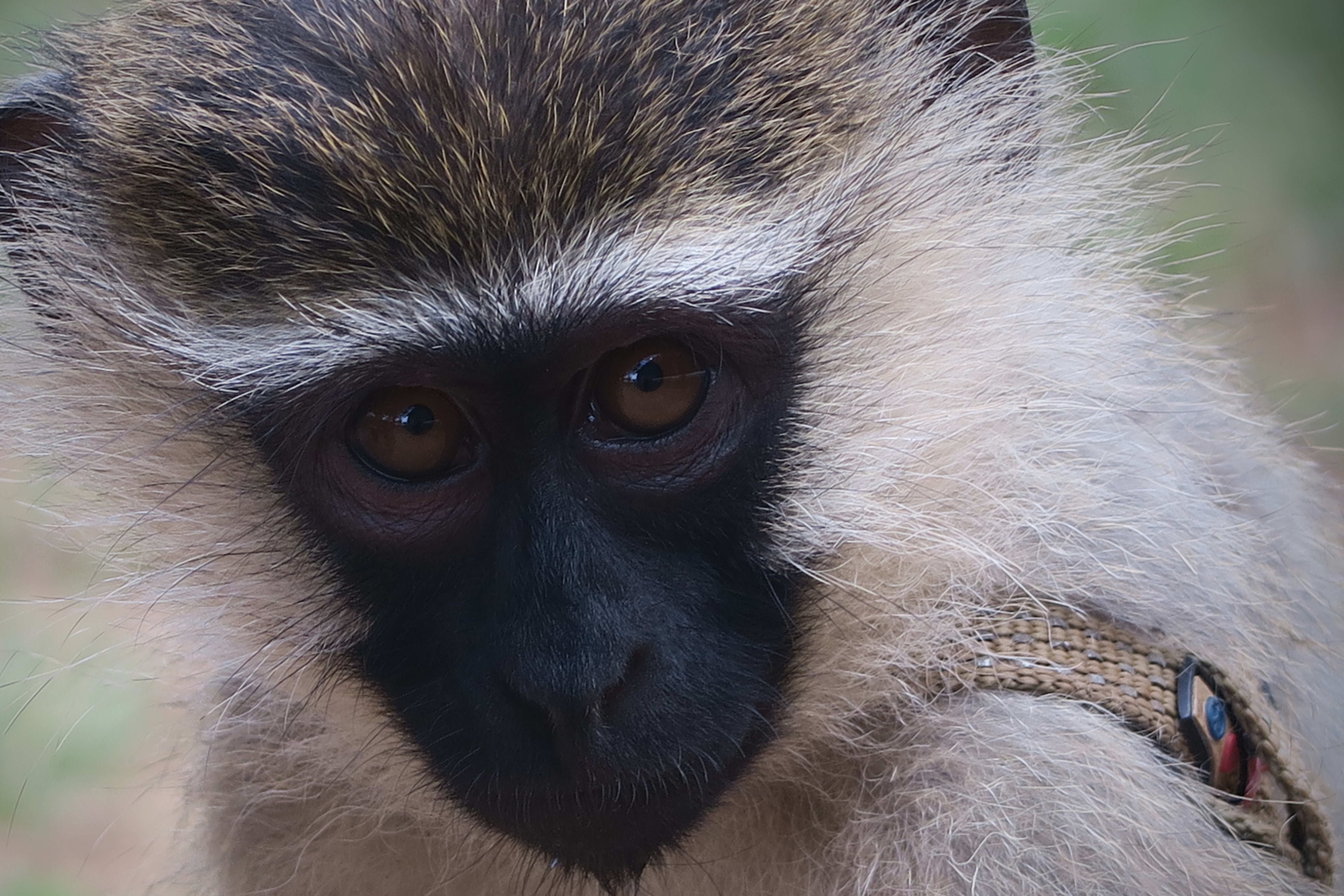 Sint Maarten approves plan to destroy entire population of vervet