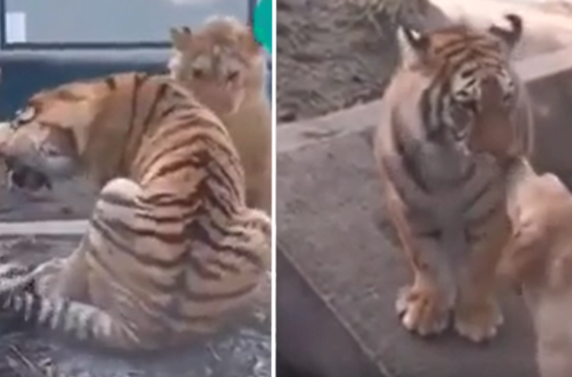 Video Of Dog Getting Between A Lion And Tiger's Fight Goes Viral