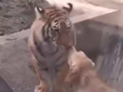 Dog Stops Fight Between Lion And Tiger