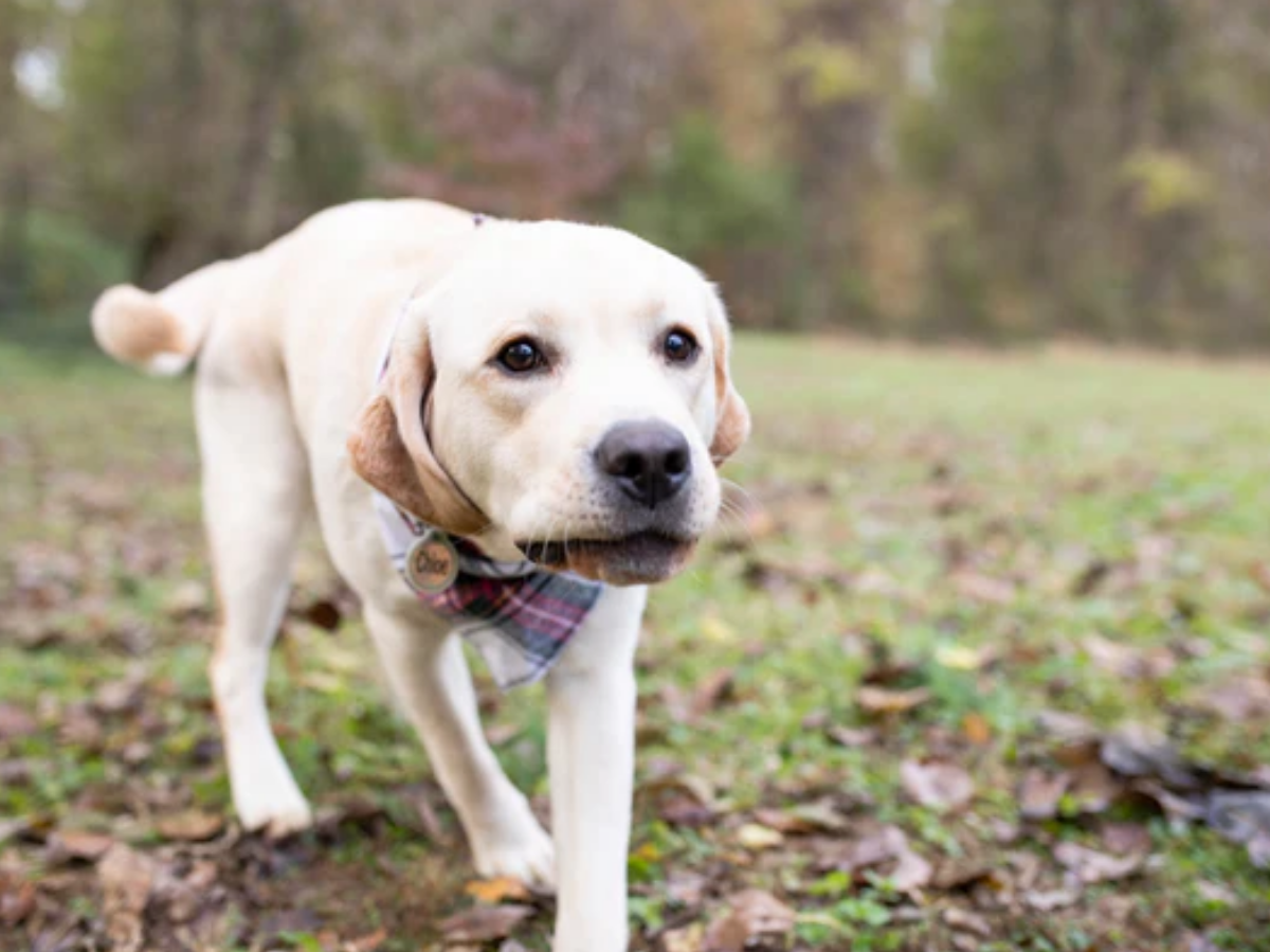 Tragic: Dog Shoots, Kills 30-year-old US Man Out On Hunting Trip In Kansas