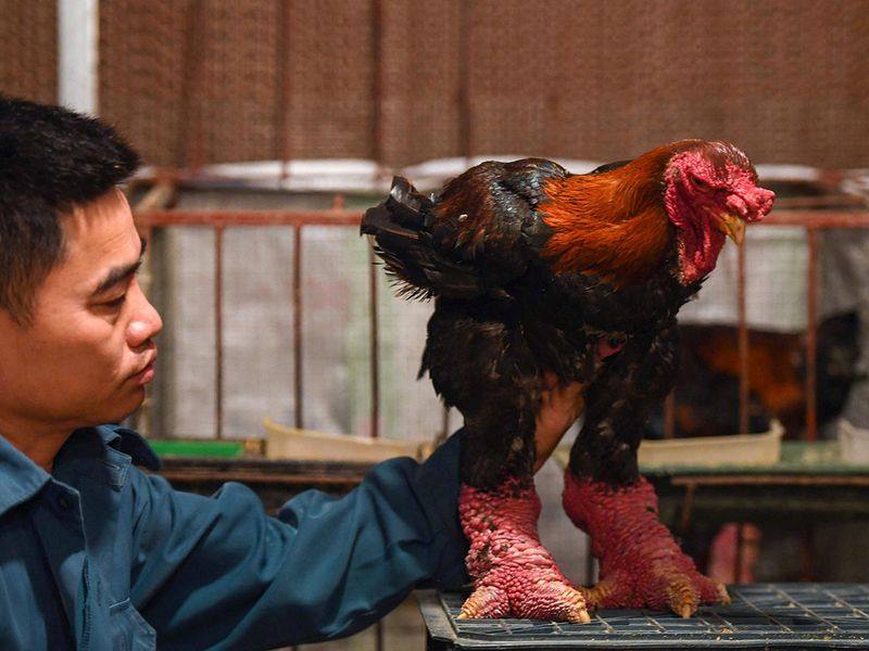 dong tao chicken red