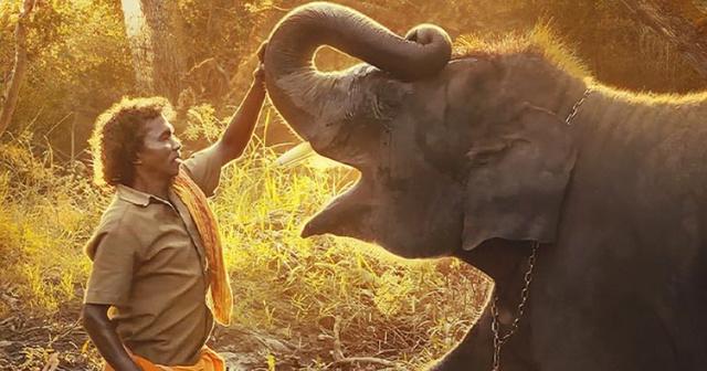 All You Need To Know About Oscar-Winning Documentary Short Film 'The  Elephant Whisperers
