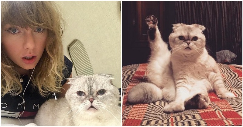 Taylor Swifts Cat Is 3rd Richest Pet In The World With Net Worth Of