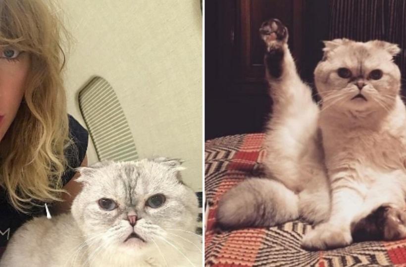 Taylor Swift's Cat Is 3rd Richest Pet In The World