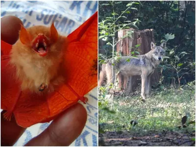 rare orange bat endangered indian wolf spotted in chattisgarh 